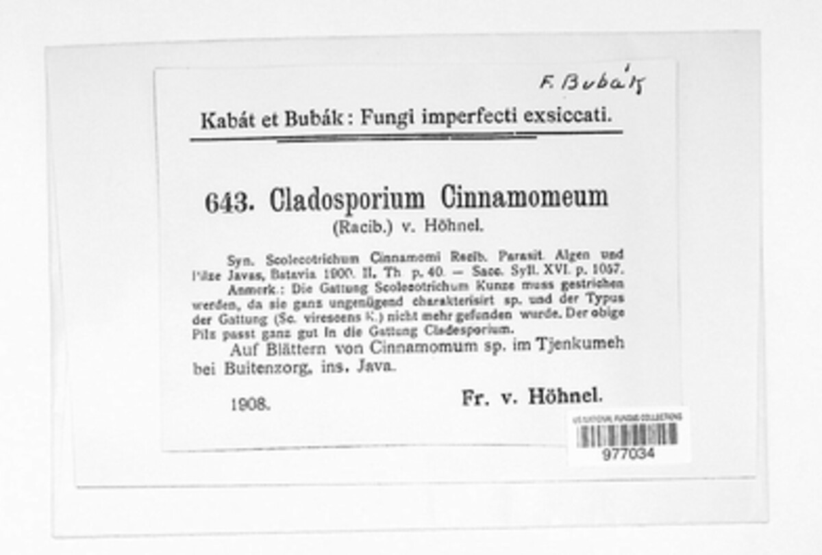 Cladosporium cinnamomeum image